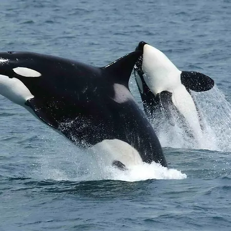 Nusfjord Ocean View Rorbu 19